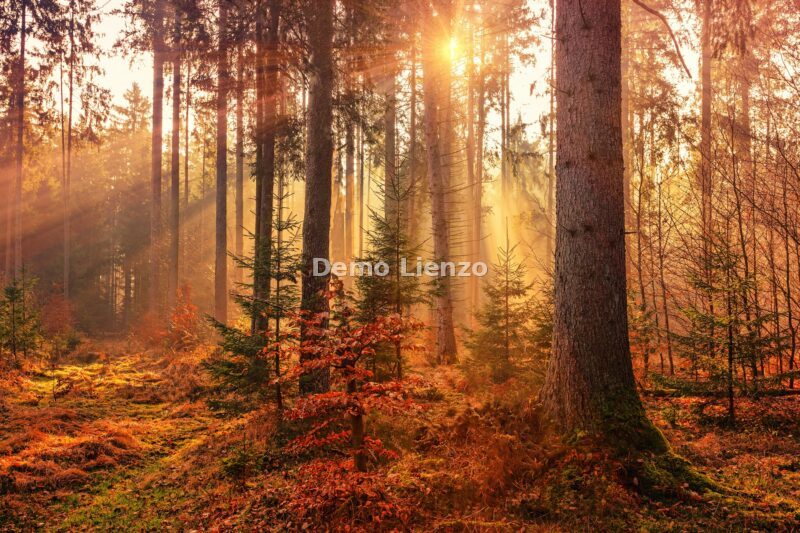 Naturaleza, foto 7